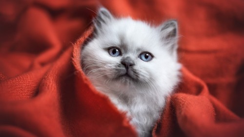 white cat is covering with light red cloth in blur background hd cat 2560x1440